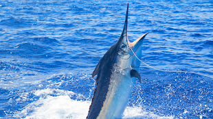 Sport Fishing at Marina Cap Cana